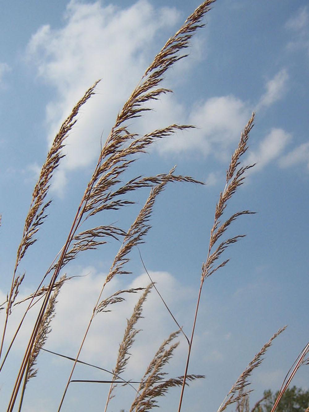 Indiangrass